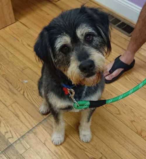 PetConnect Rescue - Bojangles2.jpg